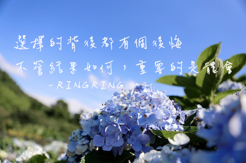 陽明山繡球花季 高家繡球花